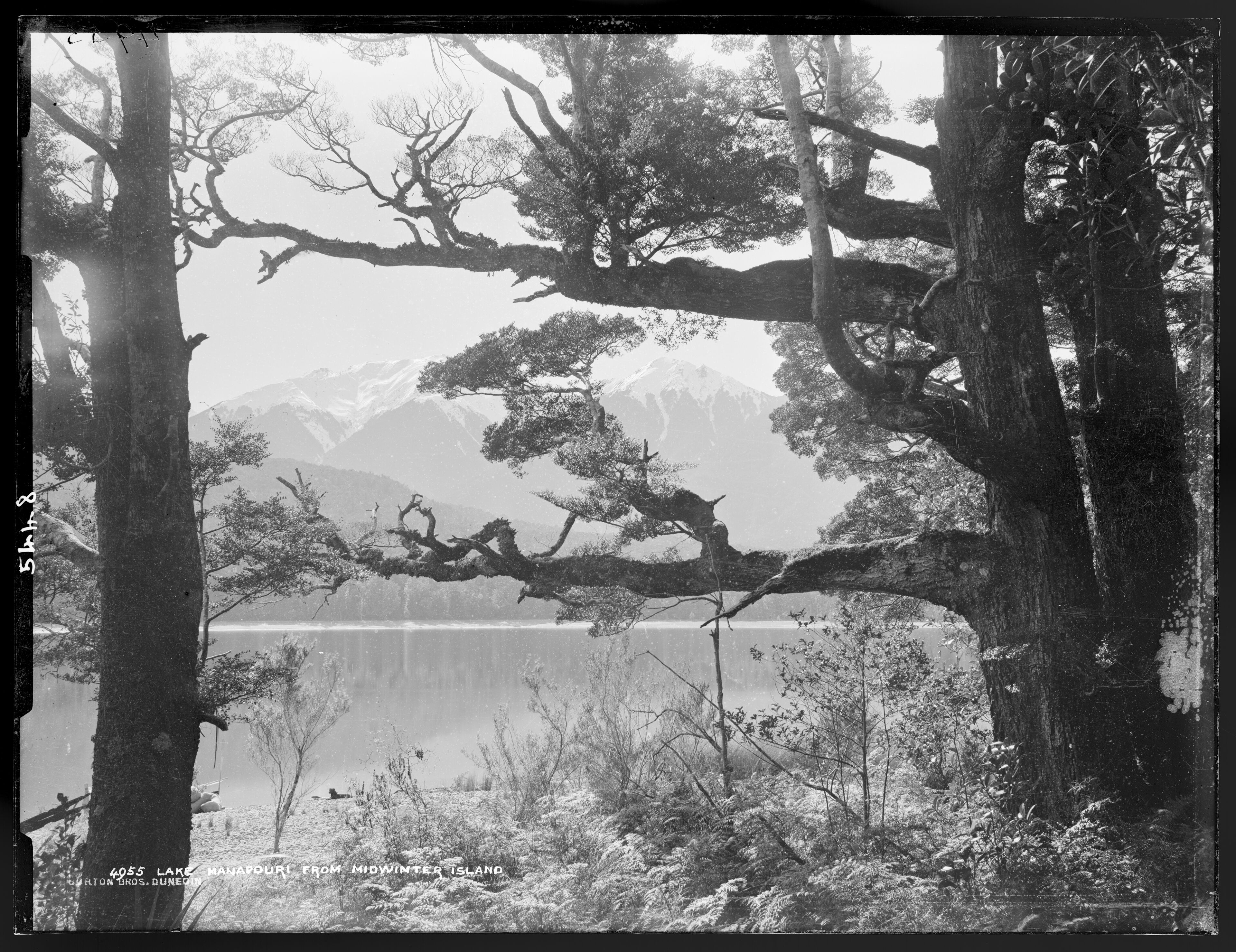 On Midwinter Island, Lake Manapouri.