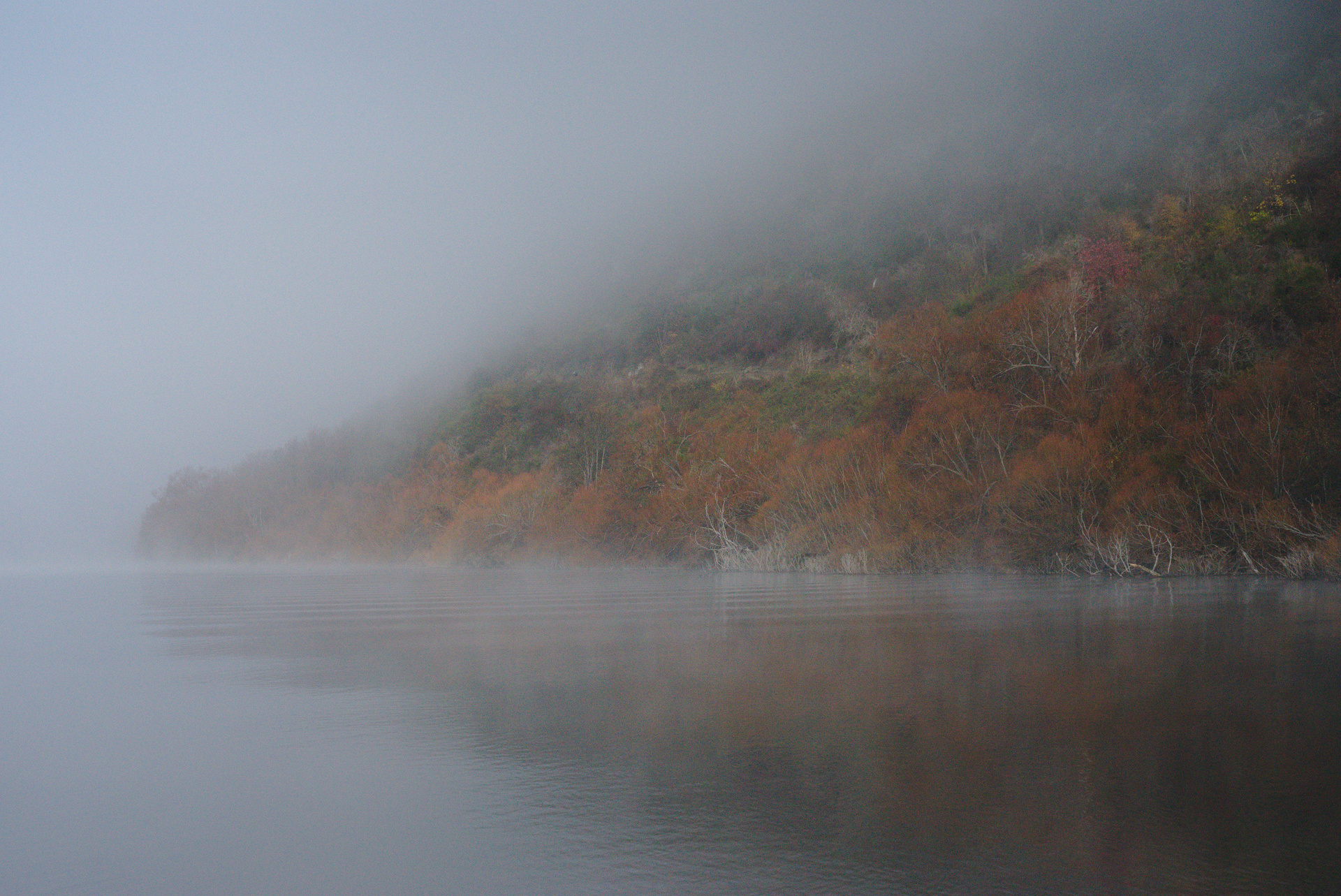 Foggy Lake Hayes