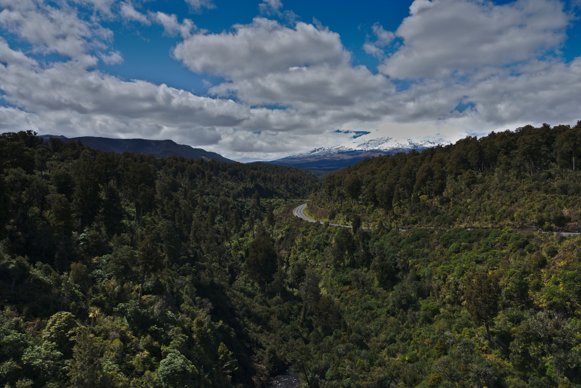 Native forest, Mt Ruapehu.