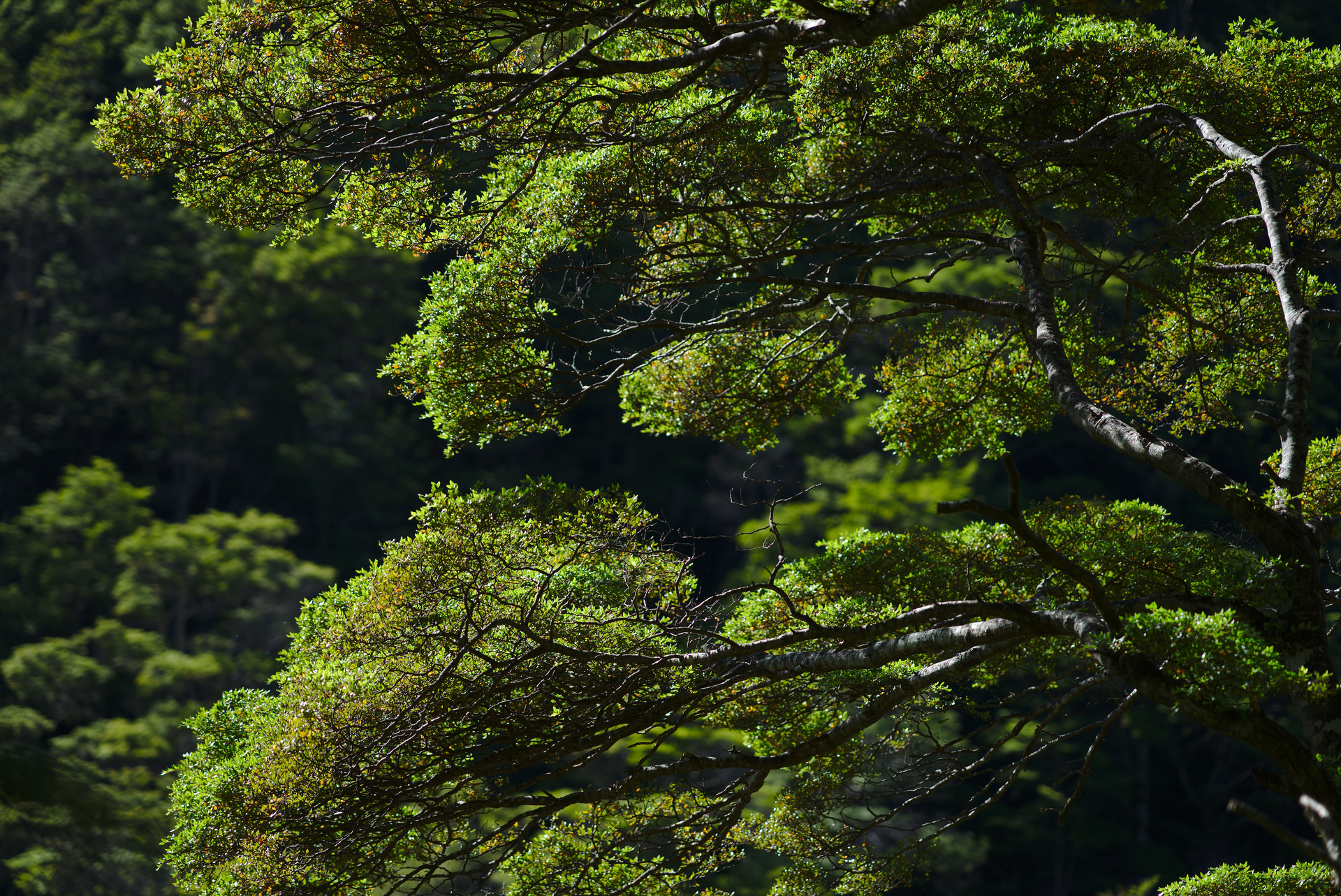 Beech Tree Leaves.