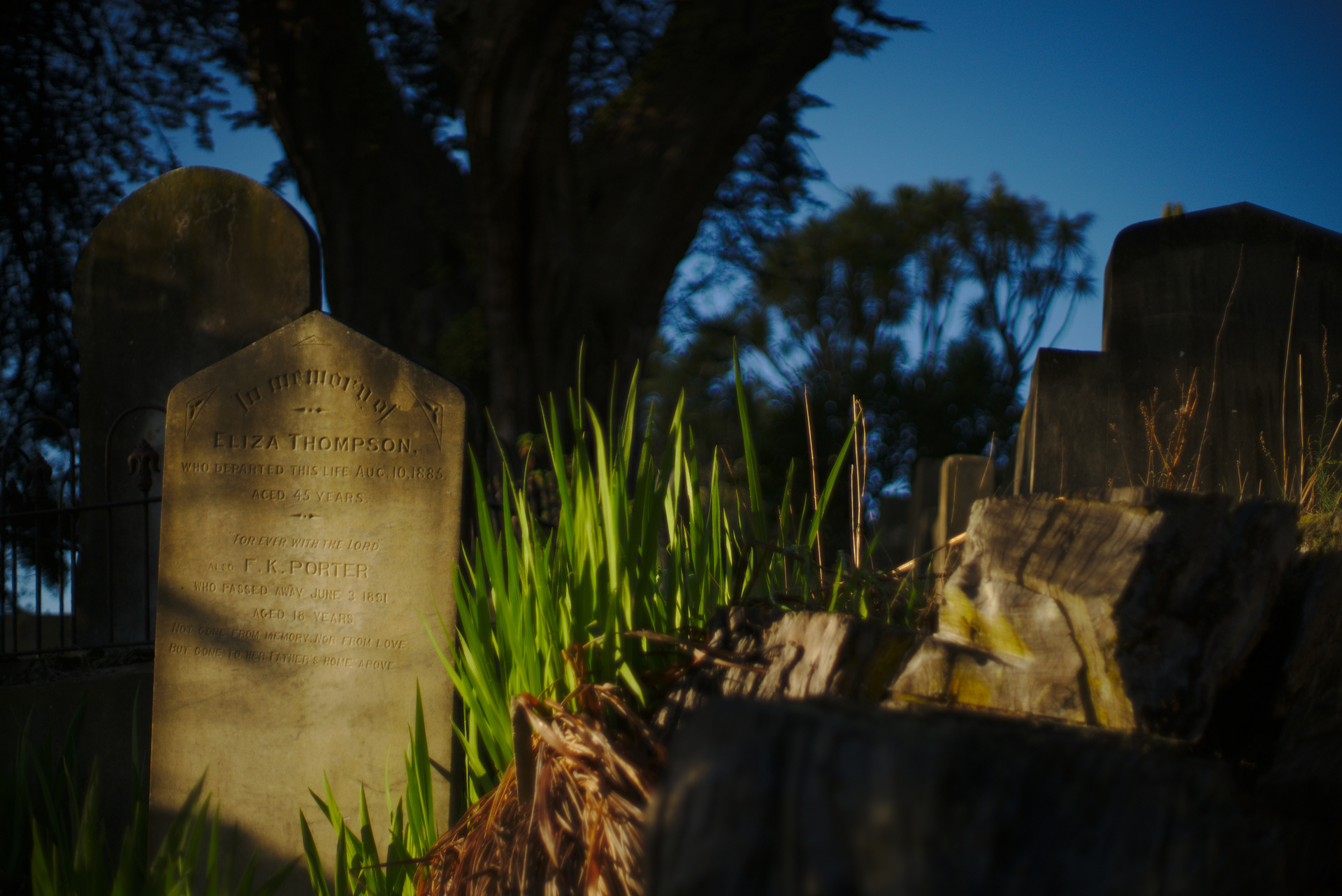 Bolton St Cemetery, Wellington. f/1.4