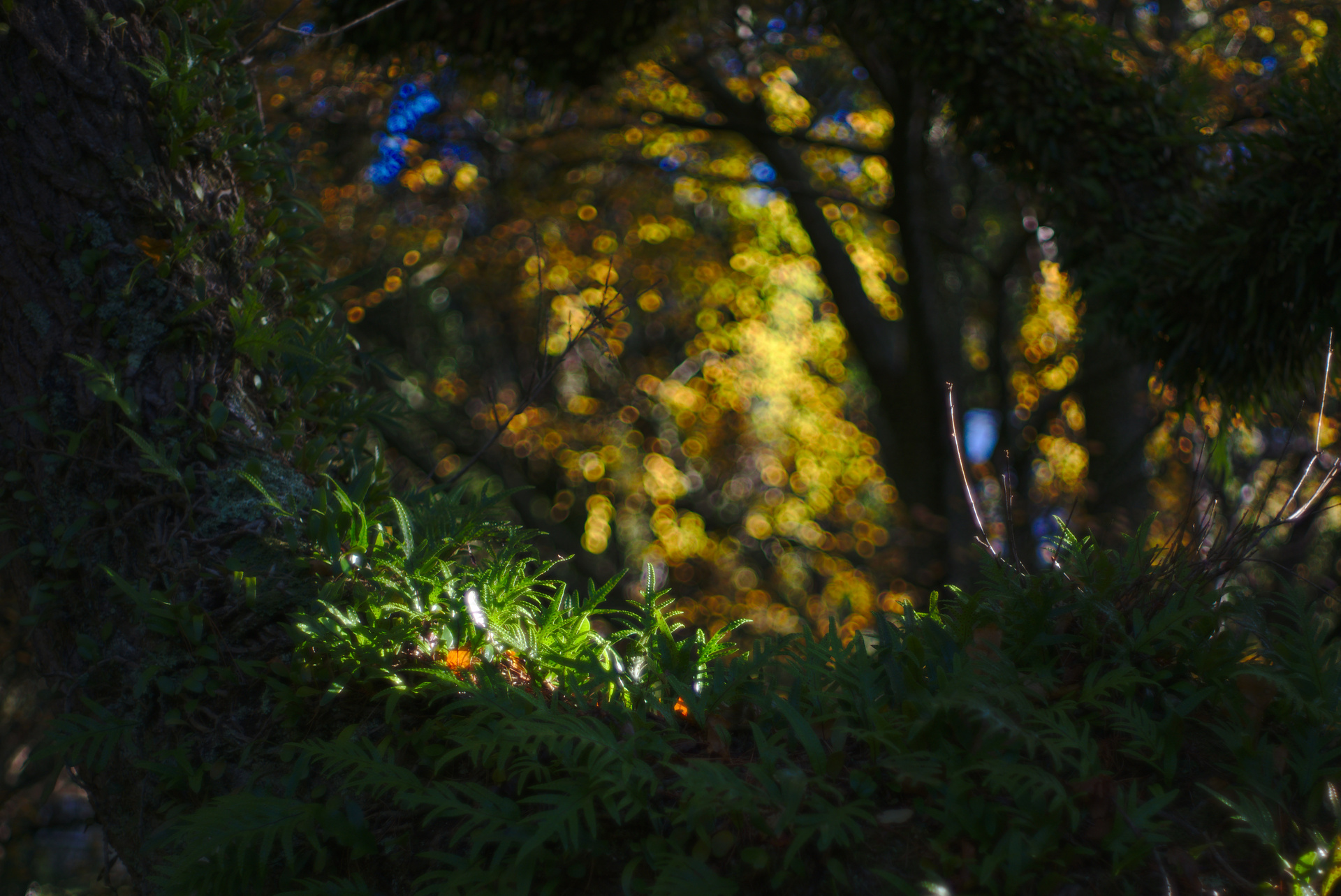 Autumn morning in the Wellington Botanical Gardens. f/2.8