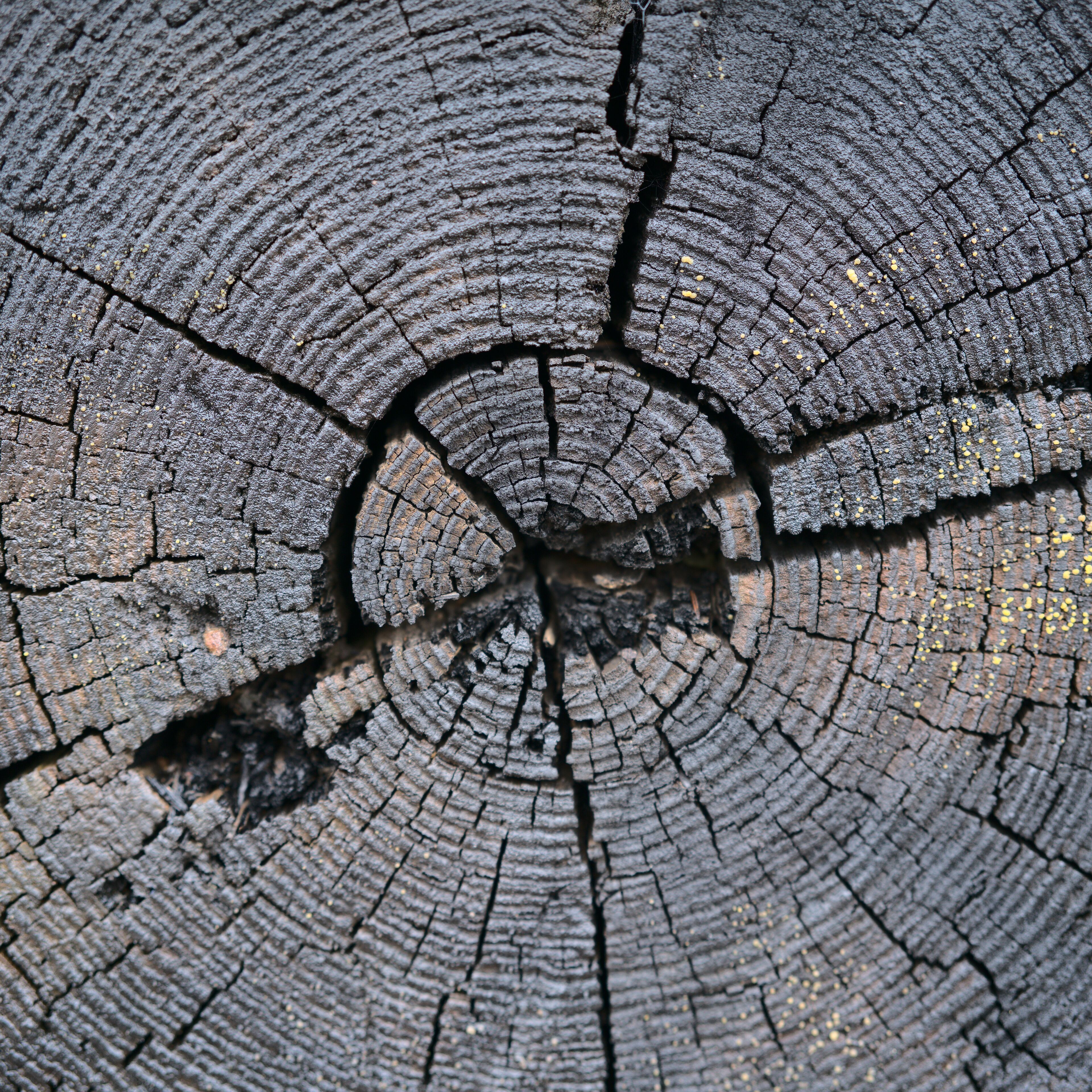 Wooden core of the original pump mechanism that reached down the mineshaft.