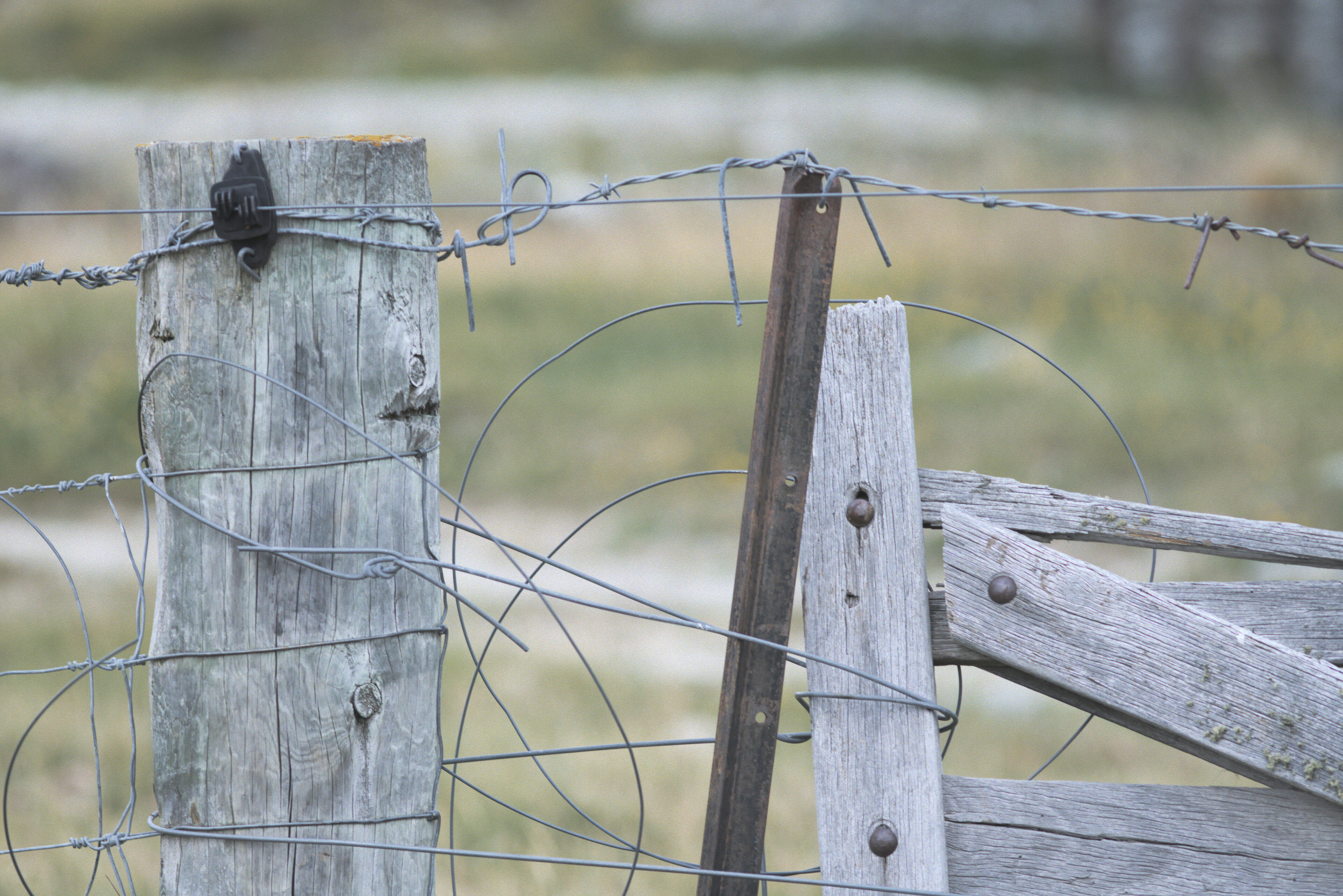 Background goes blurrrrr. 50mm f/4 handheld 1/60s. The IBIS worked &ndash; no visible camera shake.