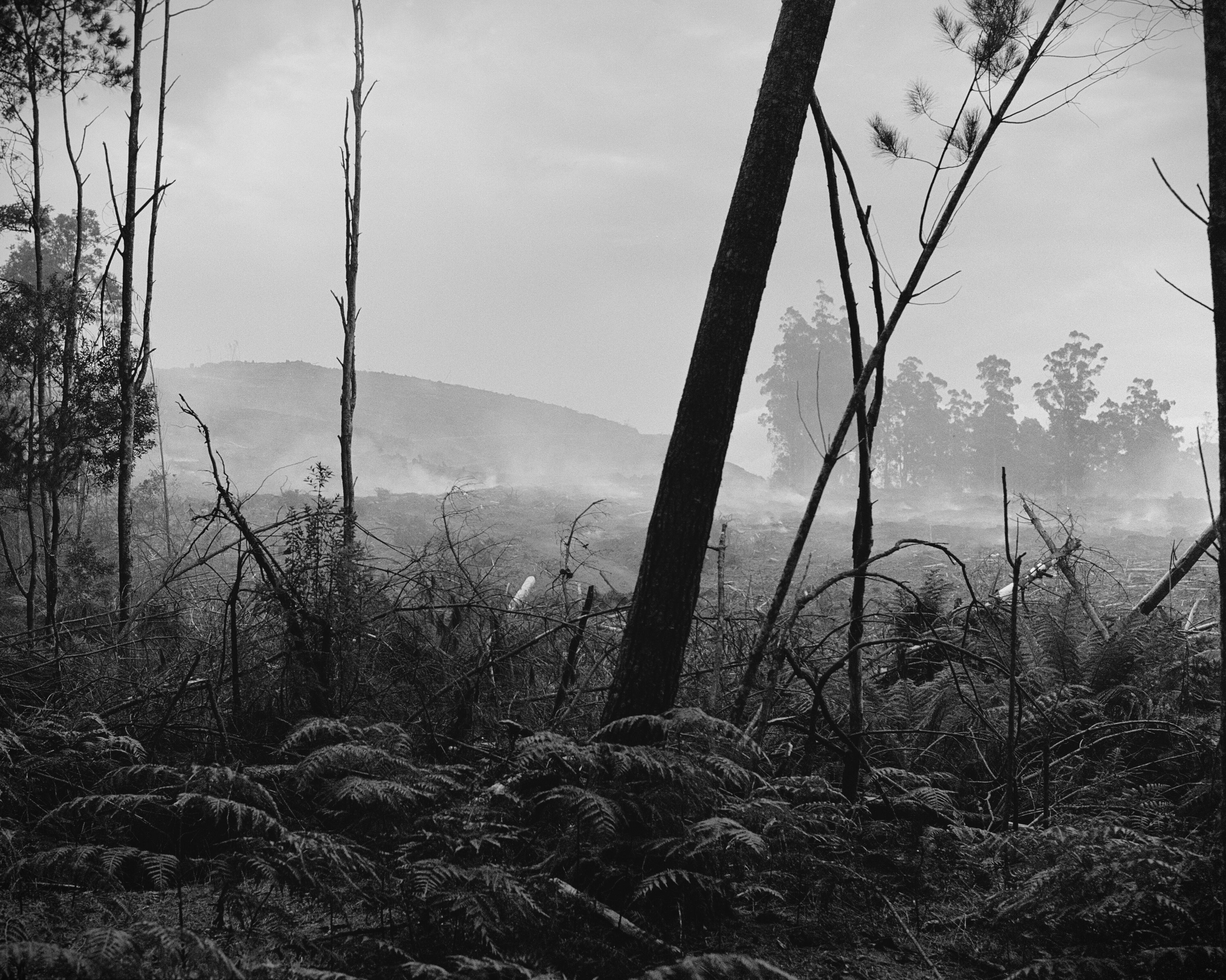 Pine Smoke