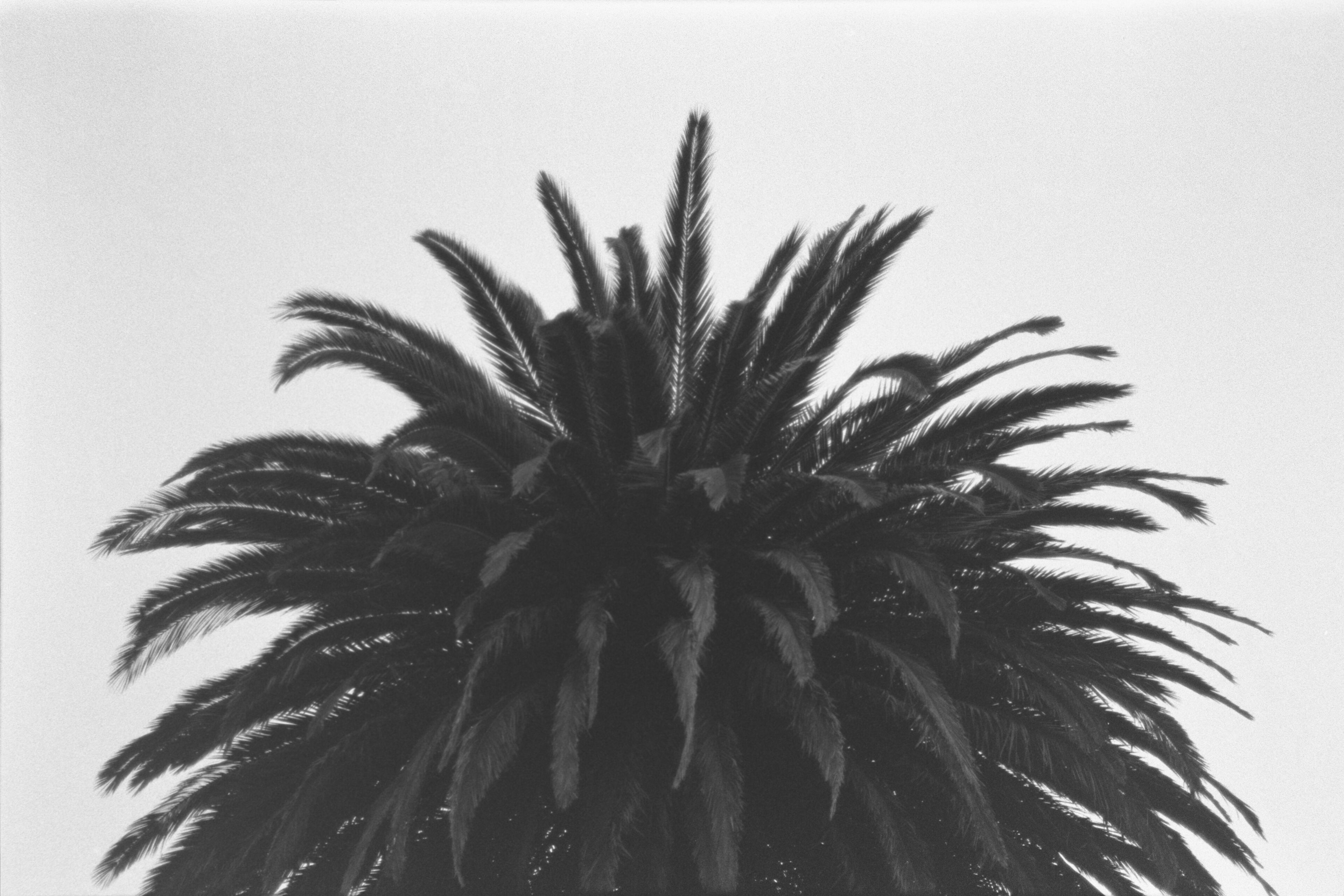 In focus, and nice glow.