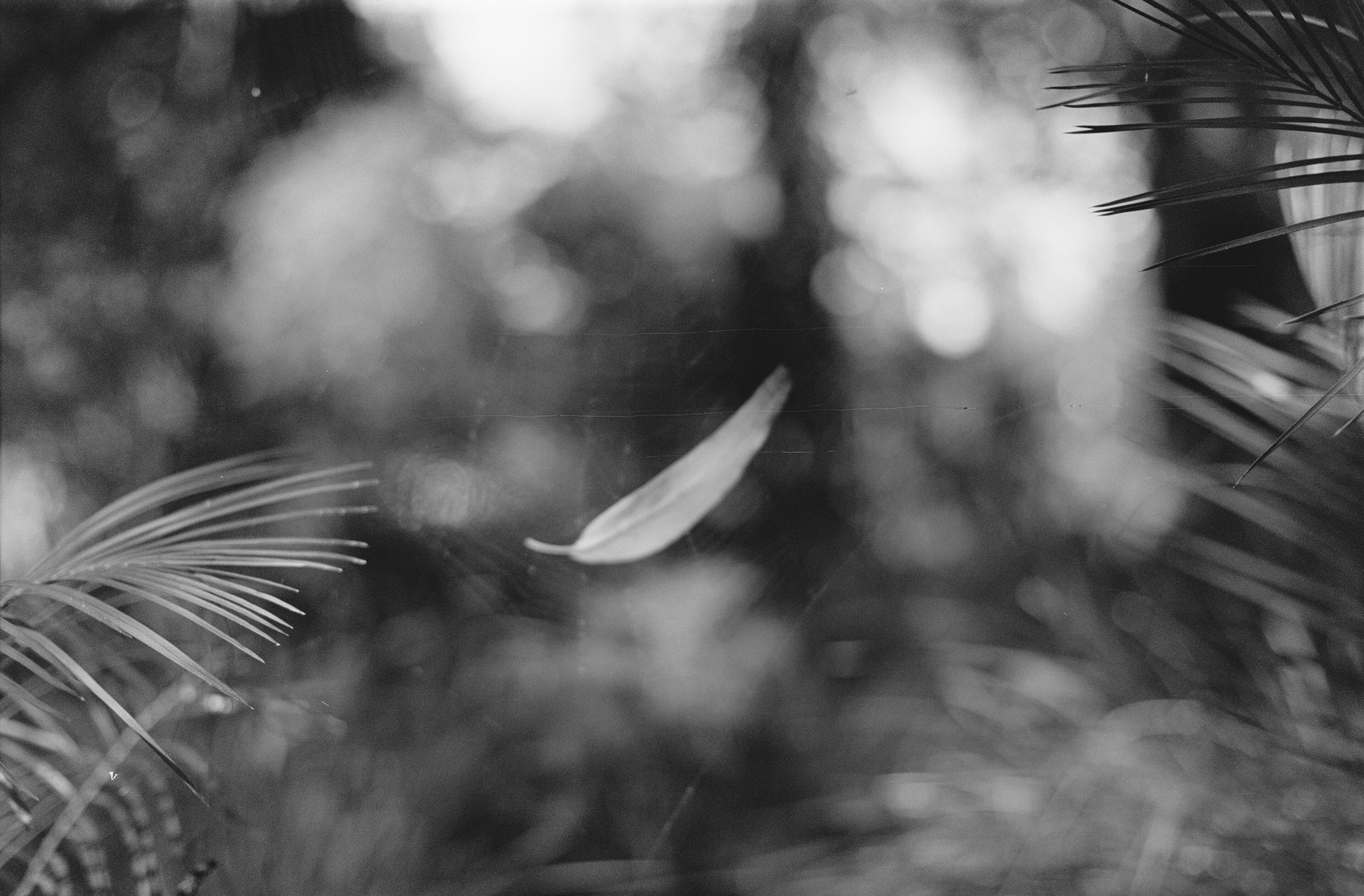 If I told you I was trying to focus on the central leaf you may not believe me.