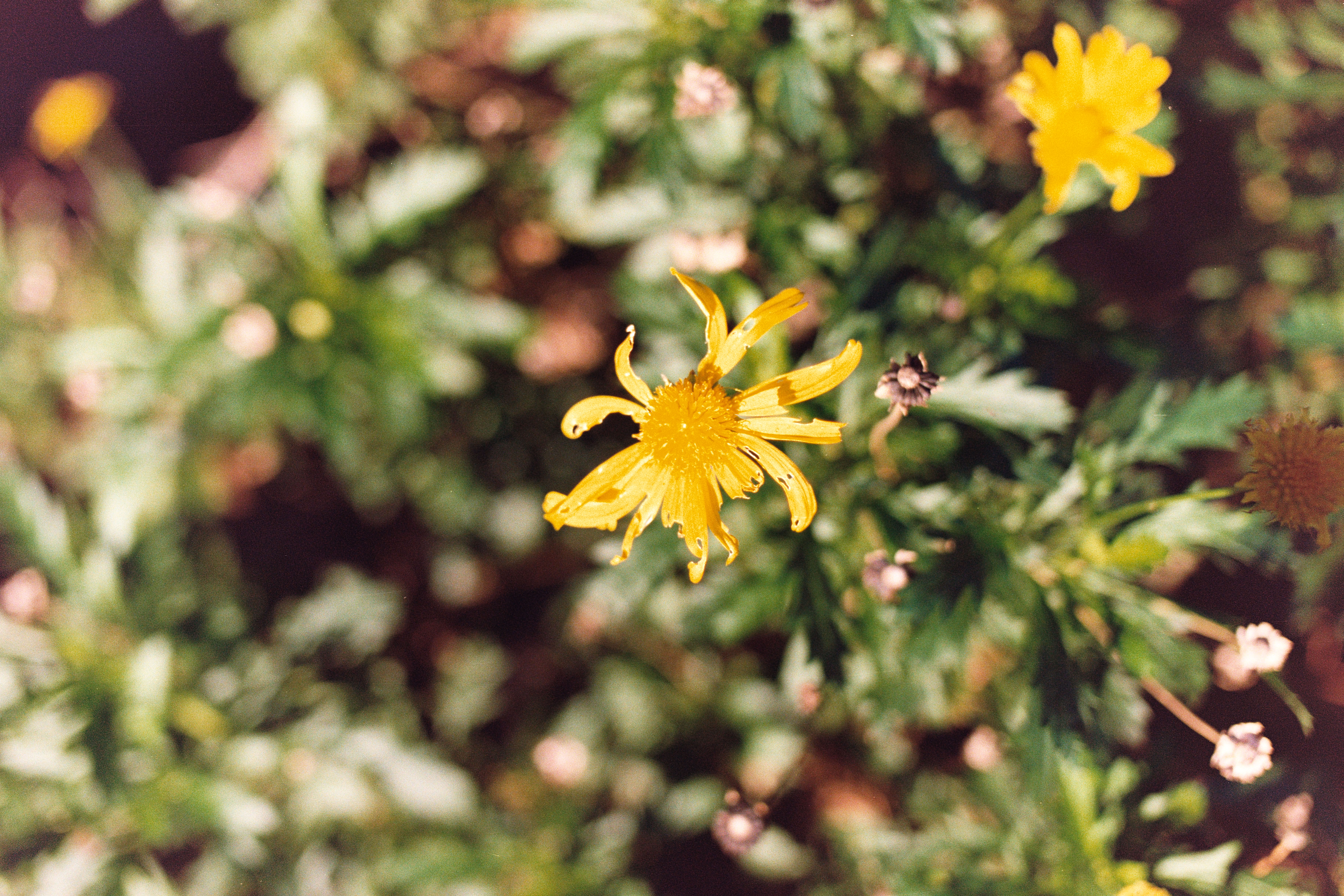 Dead flowers in spring.